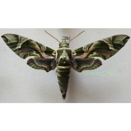 Daphnis nerii (Linnaeus, 1758) Slovakia 97mm99b